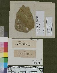 Cercospora dolichi image