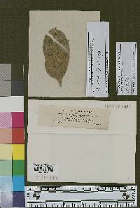 Passalora occidentalis image