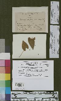 Cercospora polygonaceae image