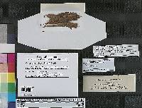 Cercospora salicina image