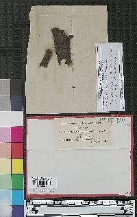 Clasterosporium sigmoideum image