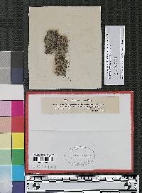 Clasterosporium herculeum image
