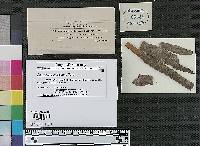 Chorostate sydowiana image