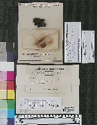 Cladosporium atriellum image