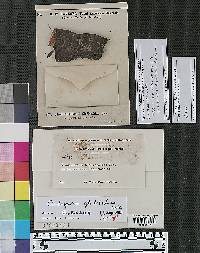 Cladosporium gleditschiae image