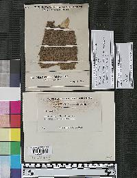 Chaetophoma catalpae image