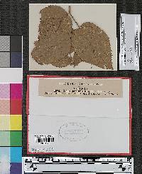 Coleosporium rubi image
