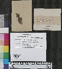 Coniophora capnoides image