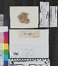 Corticium berkeleyi image