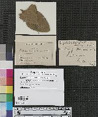 Phloeosporina minor image