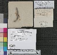 Cucurbitaria astragali image