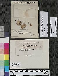 Cucurbitaria radicalis image