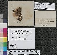 Dacrymyces corticioides image