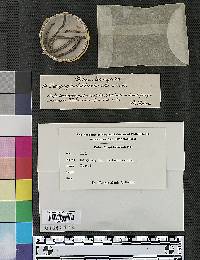 Lachnum latebricola image