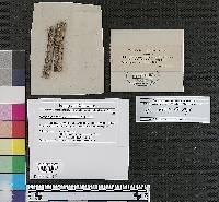 Dermatea chionanthi image