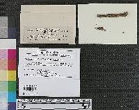 Dialonectria depallens image