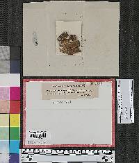 Dialonectria sulfurea image