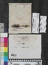 Diatrype rumpens image