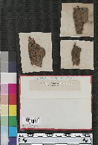 Diatrype subferruginea image
