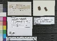 Diatrype subferruginea image