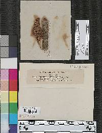 Diatrype subferruginea image