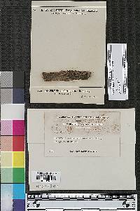 Diatrype subferruginea image