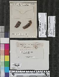 Diatrype tenuissima image
