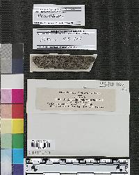 Diatrypella hysterioides image