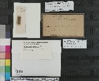Arthrosporium compositum image