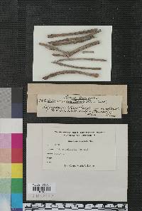 Didymella rehmii image
