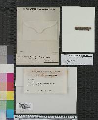 Dinemasporium biaristatum image