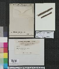 Diplodia virginiana image