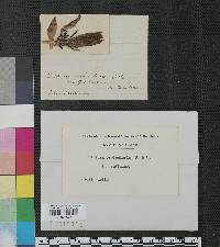 Phyllachora orbiculata image