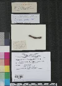 Dothiorella concaviuscula image