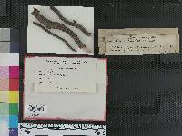 Cryptodiaporthe oxystoma image