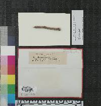 Helotium fumosum image