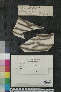 Helotium rhododendri image
