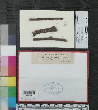 Gelatinosporium magnum image