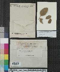 Gloeosporium angelicae image