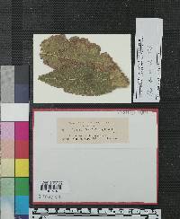 Gloeosporium celtidis image