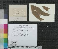 Gloeosporium confluens image