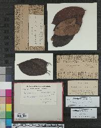 Gloeosporium diospyri image