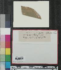 Gloeosporium hysterioideum image