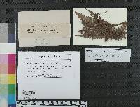 Marssonina necans image
