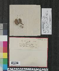 Fusarium aleurinum image