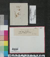 Entyloma floerkeae image