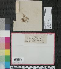 Entyloma floerkeae image