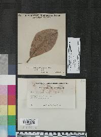 Plectronidium magnoliae image