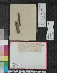 Eutypella amorphae image