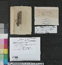 Eutypella amorphae image